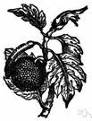 genus Artocarpus - evergreen Asiatic trees now grown through the tropics: breadfruit