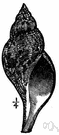 Tulipa - Eurasian perennial bulbous herbs