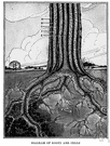 meristem - undifferentiated tissue from which new cells are formed, as at the tip of a stem or root