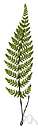 smooth lip fern - southeastern United States to northern Mexico and Jamaica