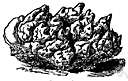 Tridymite