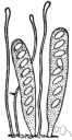 ascosporous - of or relating to ascospores
