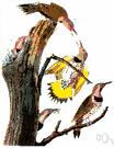 Colaptes auratus - large flicker of eastern North America with a red neck and yellow undersurface to wings and tail
