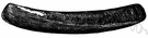 Solenidae - razor clams