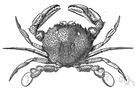 Ovalipes ocellatus - brightly spotted crab of sandy beaches of the Atlantic coast of the United States