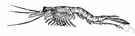 Mysis - type genus of the family Mysidae