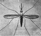 mosquito - two-winged insect whose female has a long proboscis to pierce the skin and suck the blood of humans and animals