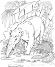 genus Gomphotherium - type genus of the Gomphotheriidae