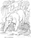 Gomphotherium - type genus of the Gomphotheriidae