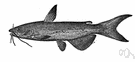 channel catfish - freshwater food fish common throughout central United States