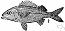 Tomtate - found off the West Indies and Florida