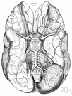 right brain - the cerebral hemisphere to the right of the corpus callosum that controls the left half of the body