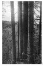 Douglas fir - strong durable timber of a douglas fir