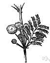 Acacia catechu