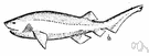 genus Hexanchus - a genus of Hexanchidae