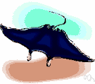Torpedinidae - electric rays