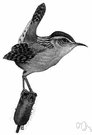 long-billed marsh wren - American wren that inhabits tall reed beds