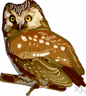 bird of Minerva - nocturnal bird of prey with hawk-like beak and claws and large head with front-facing eyes