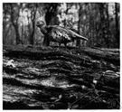 Bonasa - ruffed grouse