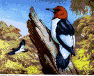 Melanerpes erythrocephalus - black-and-white North American woodpecker having a red head and neck