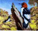 redhead - black-and-white North American woodpecker having a red head and neck