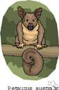genus Petaurus - a genus of Phalangeridae
