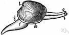 class Lamellibranchia - oysters