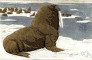 Odobenus divergens - a walrus of the Bering Sea and northern Pacific