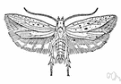 splitworm - greyish-brown moth whose larva is the potato tuberworm