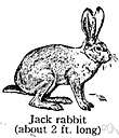 whitetail jackrabbit - largest hare of northern plains and western mountains of United States