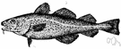 Gadus - type genus of the Gadidae: the typical codfishes