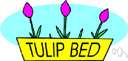 tulip bed