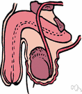 testicle - one of the two male reproductive glands that produce spermatozoa and secrete androgens