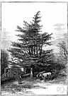 cedar of Lebanon - cedar of Lebanon and northwestern Syria that attains great age and height