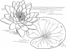 Nymphaea - the type genus of the family Nymphaeaceae