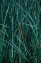 Zoysia tenuifolia - Asiatic creeping perennial grass