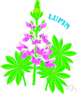 lupin - any plant of the genus Lupinus