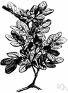bastard lignum vitae - small evergreen tree of the southern United States and West Indies a source of lignum vitae wood