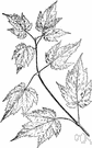 mountain alder - small shrubby maple of eastern North America