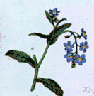 Myosotis sylvatica - small biennial to perennial herb of Europe, northern Africa and western Asia having blue, purple or white flowers