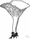 chanterelle - widely distributed edible mushroom rich yellow in color with a smooth cap and a pleasant apricot aroma