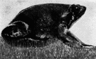 Hypopachus - sheep frogs