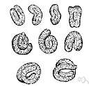 trichina - parasitic nematode occurring in the intestines of pigs and rats and human beings and producing larvae that form cysts in skeletal muscles