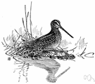 Gallinago - snipes