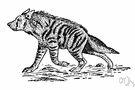 striped hyena - of northern Africa and Arabia and India