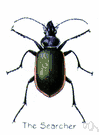 Calosoma scrutator - large metallic blue-green beetle that preys on caterpillars