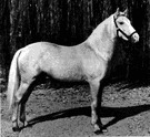palomino - a horse of light tan or golden color with cream-colored or white mane and tail