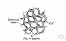 connective tissue - tissue of mesodermal origin consisting of e.g. collagen fibroblasts and fatty cells
