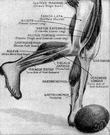 musculus sartorius - a muscle in the thigh that helps to rotate the leg into the sitting position assumed by a tailor