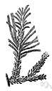 Norfolk Island pine - evergreen of Australia and Norfolk Island in the South Pacific